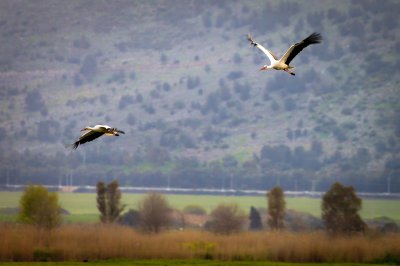 Журавль в полете