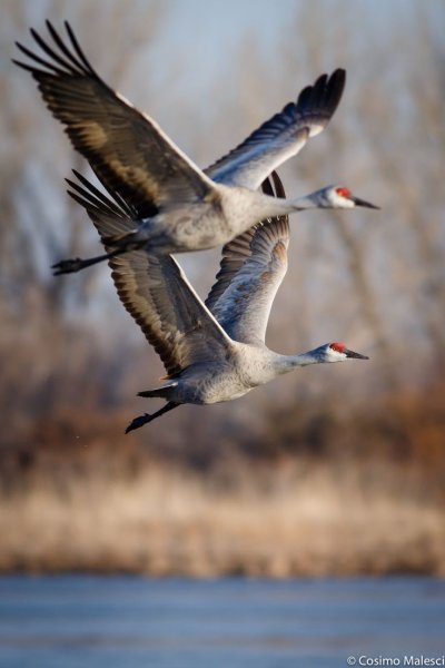 Перелетные Журавли