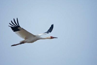 Якутский Стерх