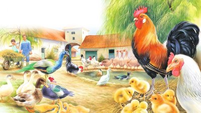 К.Д Ушинский курица и утята