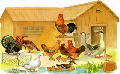 Птичий двор гуси куры