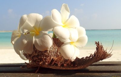 Цветы Плюмерия Франжипани