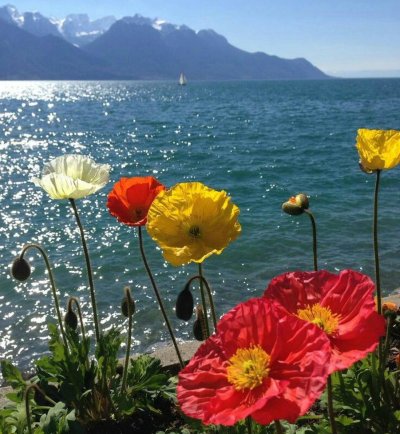 Цветы море солнце