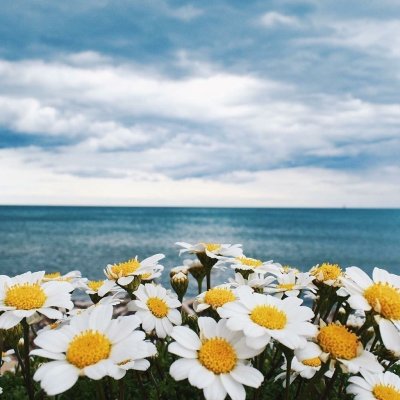 Цветы и море