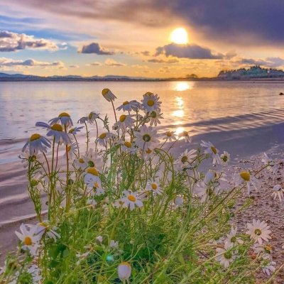 Природа летом рассвет