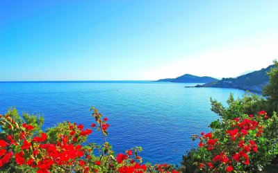 Цветы на фоне моря