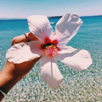 Цветы и море