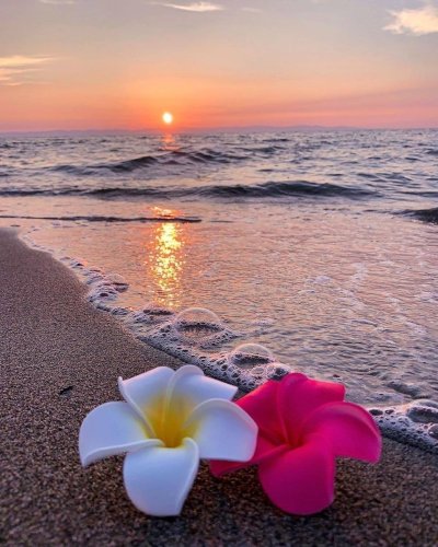 Цветы на берегу моря