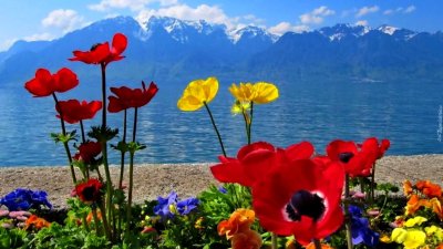 Иссык-Куль тюльпаны