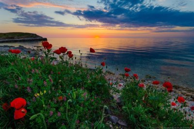 Маковые поля Херсонес