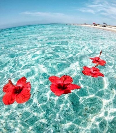 Цветочек на фоне моря