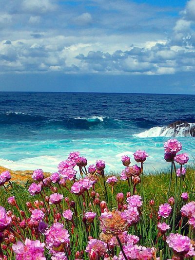Цветы море солнце
