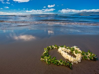 Растения на берегу моря