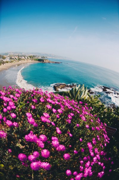 Цветы море солнце