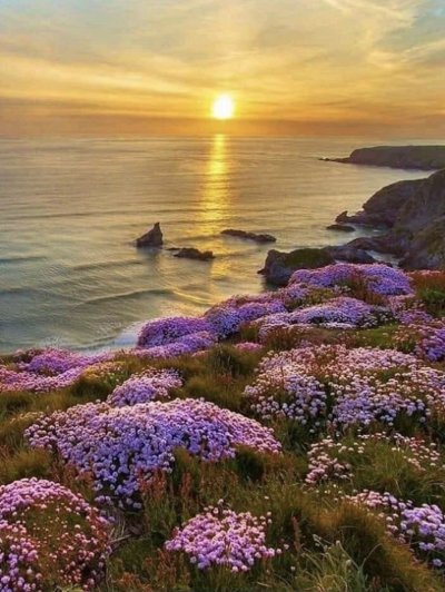 Цветы и море