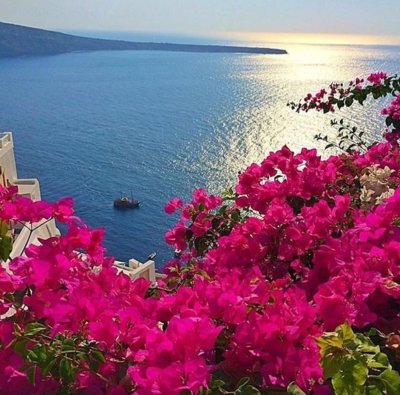 Бугенвиллия фуксия