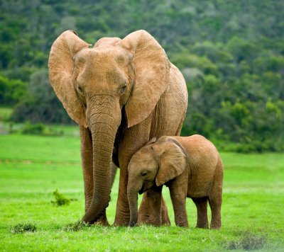 Слониха со слоненком