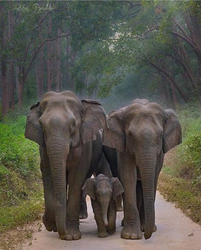 Красивые слоны