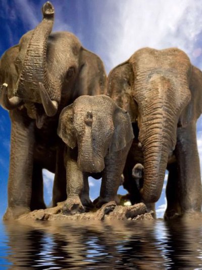 Красивый слон