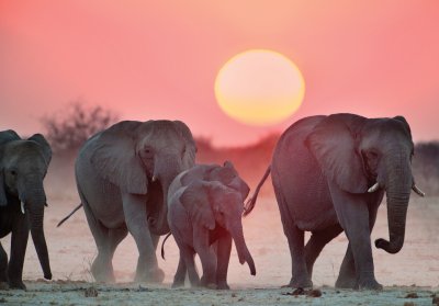 Семья слонов красивые