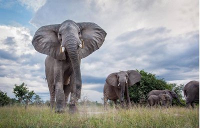 Красивый слон