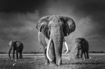 Слон высокое разрешение