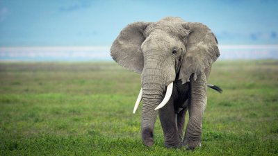 Красивый слон