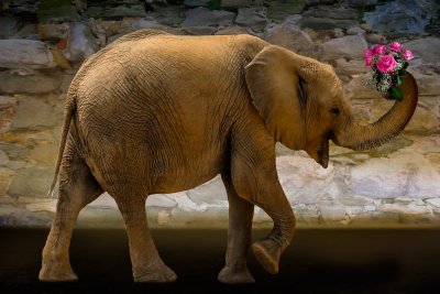 Красивый слон