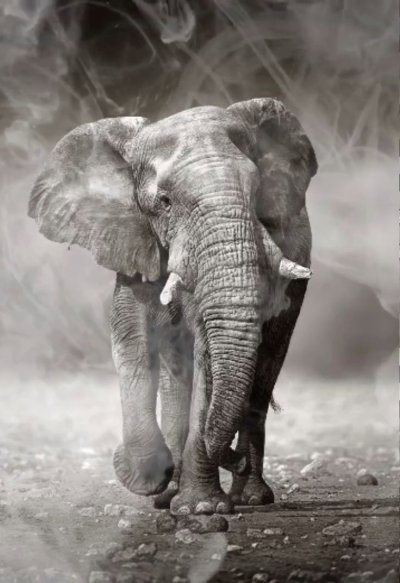 Черный слон