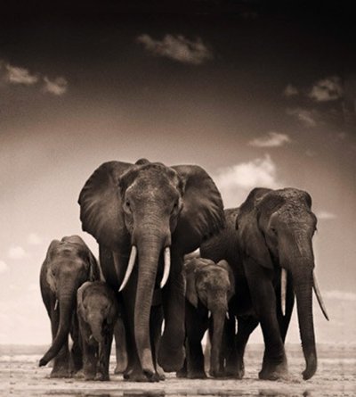 Красивый слон