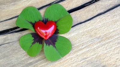 Клевер на удачу