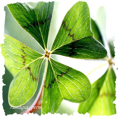 Символ удачи