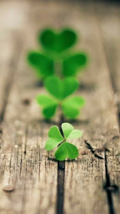 Четырехлистный Клевер поле