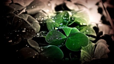 Четырёхлистный Клевер на удачу