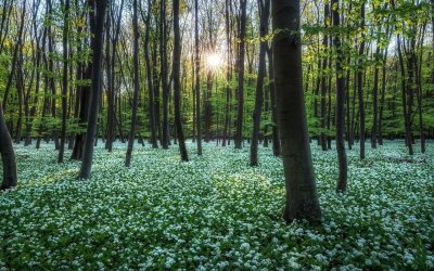 Красивые картинки весенний лес
