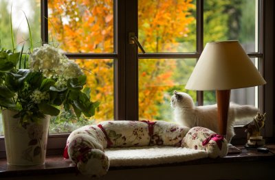 Подоконник с цветами