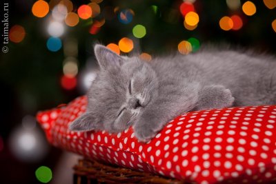 Сладких снов