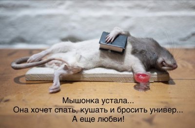 Смешная мышь картинки