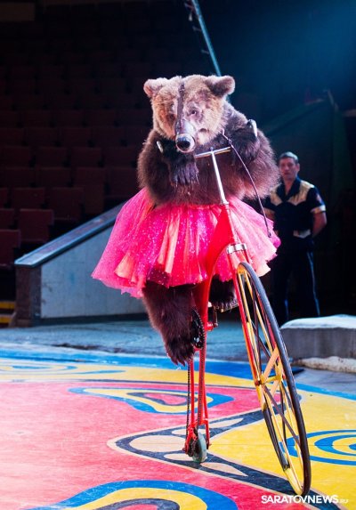 Дрессировщик тигров в цирке Никулина