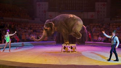 Арена цирка Краснодар