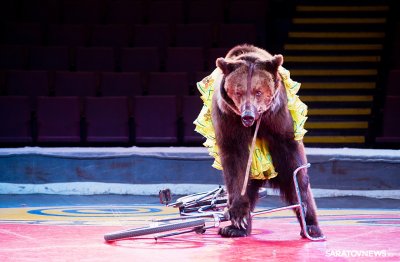 Медведь в цирке