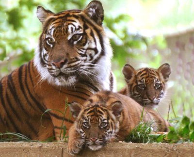 Семья тигров с тигрятами