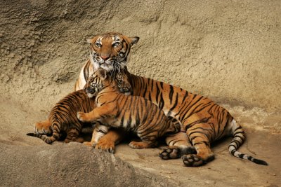 Бенгальский тигр детеныш