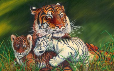 Белый тигр и тигрица с тигрятами