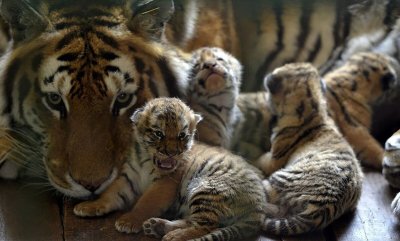 Амурская тигрица с тигрятами