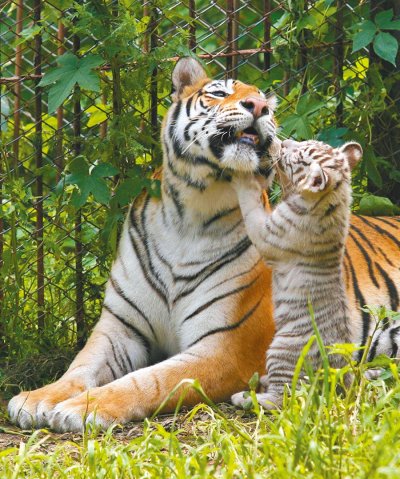 Тигренок с мамой
