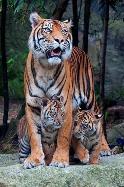 Семья тигров