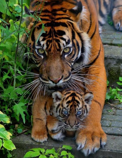 Тигр с тигренком