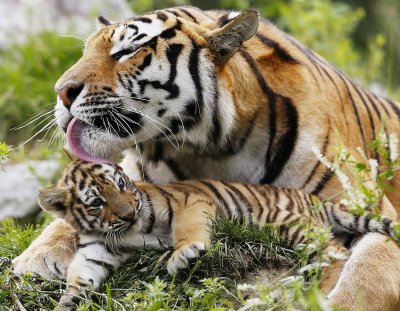 Амурский (Уссурийский) тигр