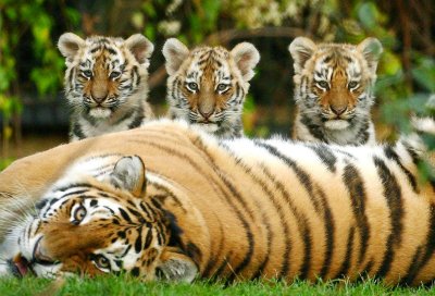 Уссурийский тигр